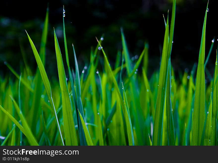 The grass covered with dew