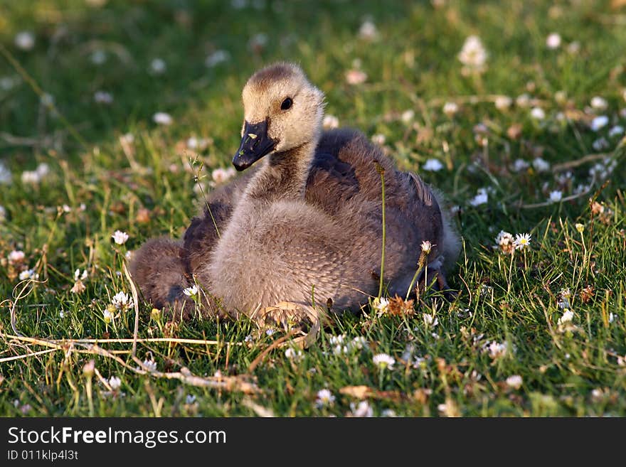 Goose baby bird