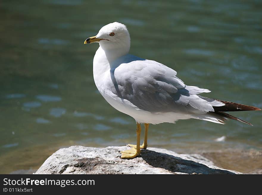 Seagull on a rock