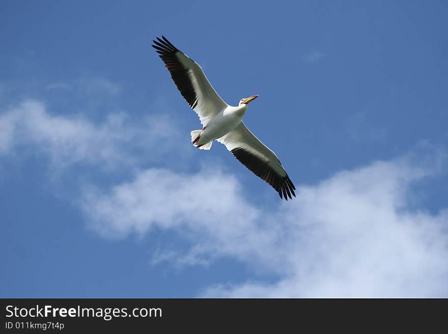 Flying Pelican