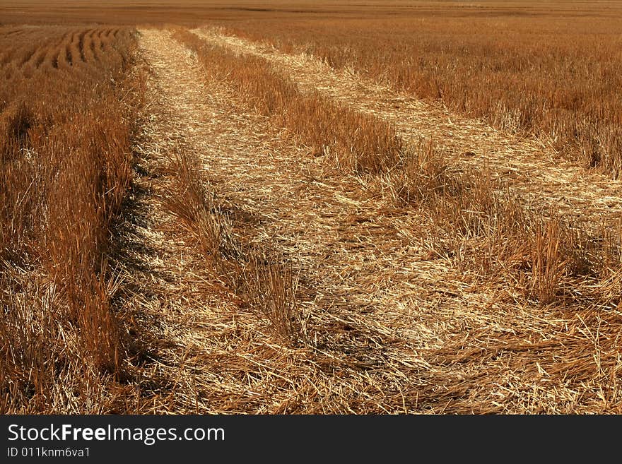Field of newly harvested wheat with tractor tire tracks. Field of newly harvested wheat with tractor tire tracks