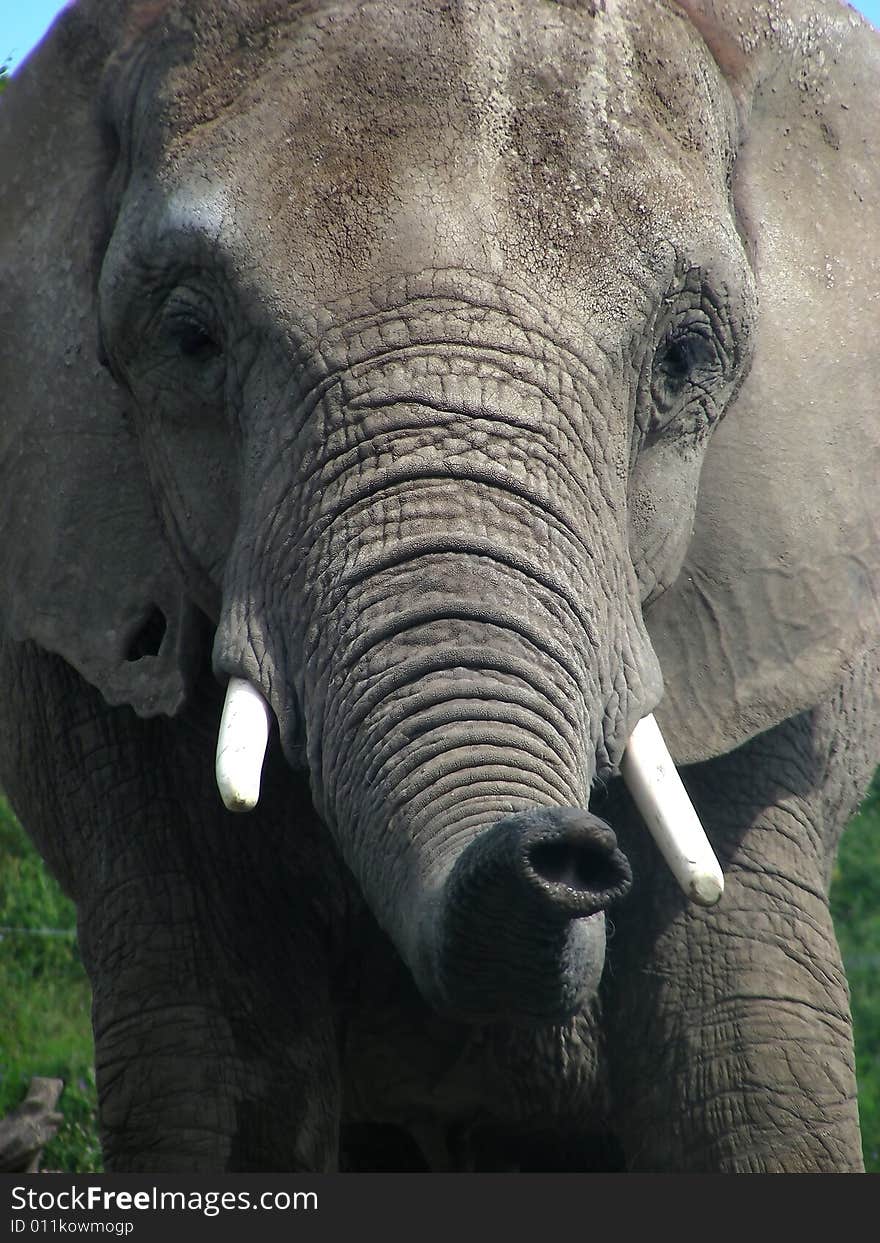 Elephant coming straight at the crowd, tusks, trunk and all. Elephant coming straight at the crowd, tusks, trunk and all.