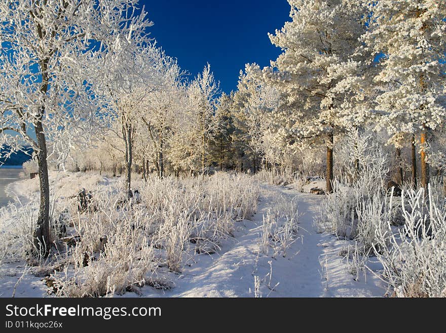 Hoarfrost on branches of trees on a background of the blue sky