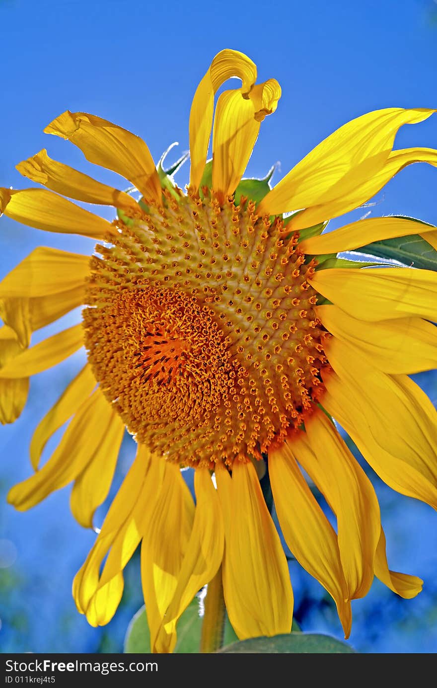 Giant Sunflower