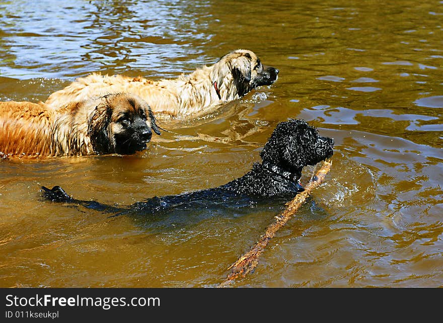 Webbed feet make these two Leonbergers and a Portuguese Water dog strong swimmers. Webbed feet make these two Leonbergers and a Portuguese Water dog strong swimmers.