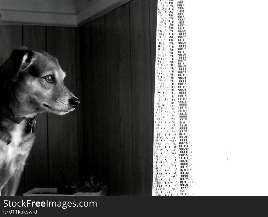 Vintage film scan of a loving dog looking out the window, waiting.