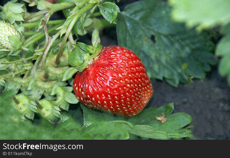 The big, red strawberry on a branch