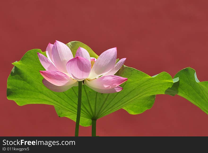 Perfect lotus flowers and red wall， elegant lotus