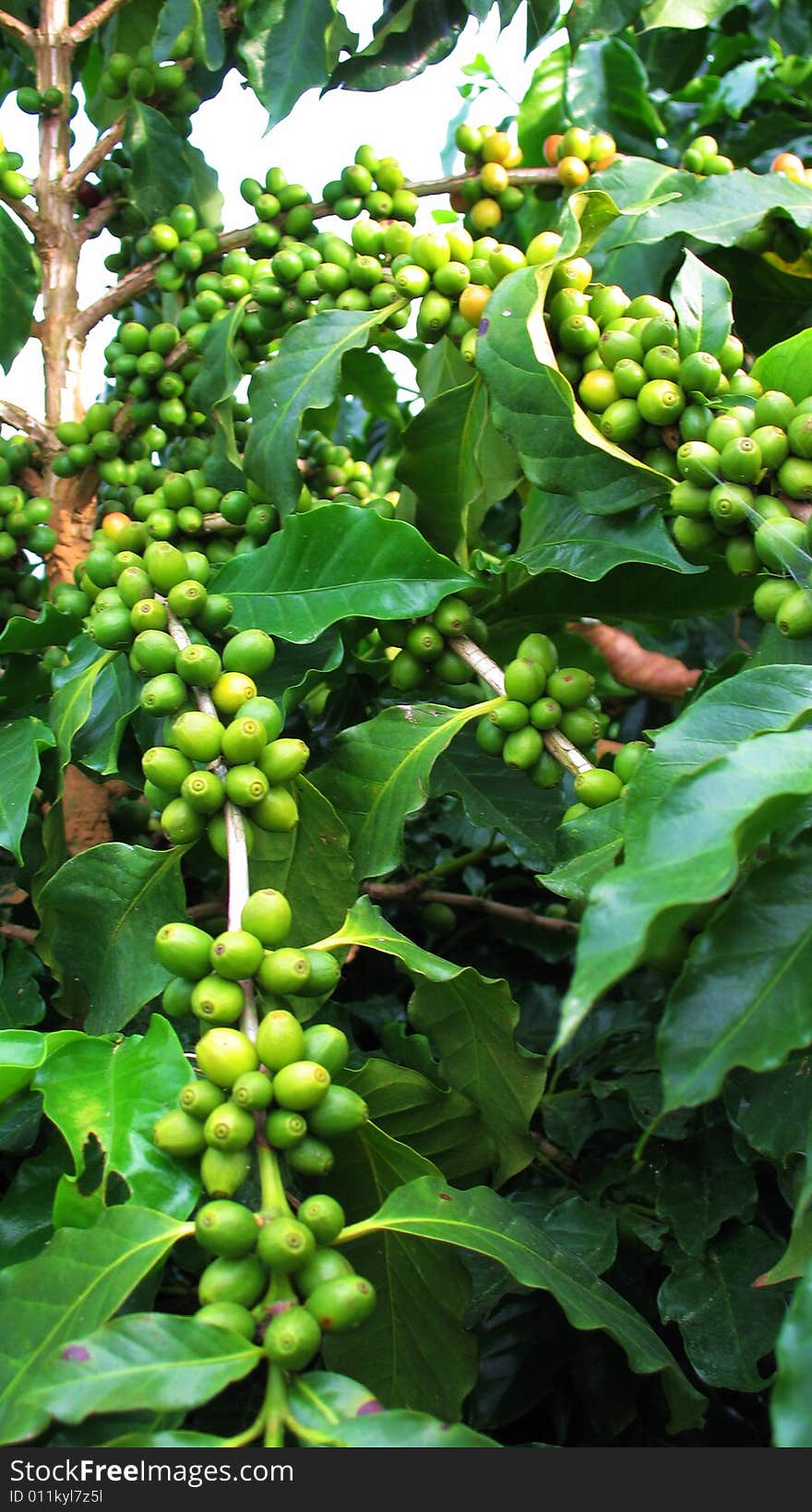 Yunnan Province(China)production of small particles of coffee,like this,it has matured,customers like it because of its high-quality,selling coffee her is the main source of income for farmers.