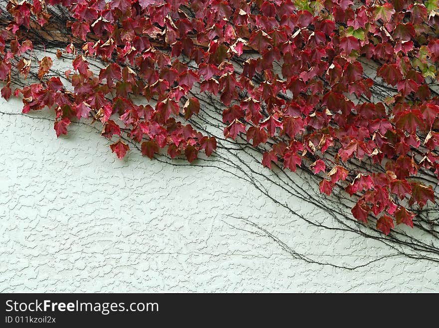 Red Leaves Crippers on White Wall