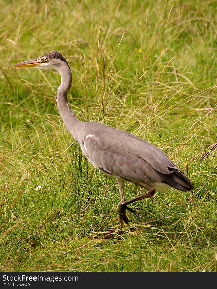 Grey heron