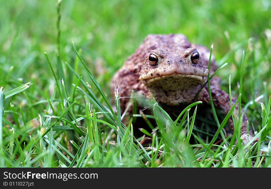 A closeup view of a large toad sitting in green grass. A closeup view of a large toad sitting in green grass.