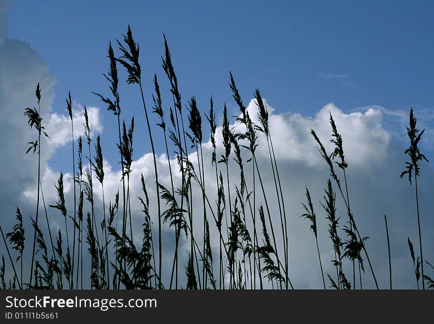 Gras with clouds and blue sky in the background. Gras with clouds and blue sky in the background