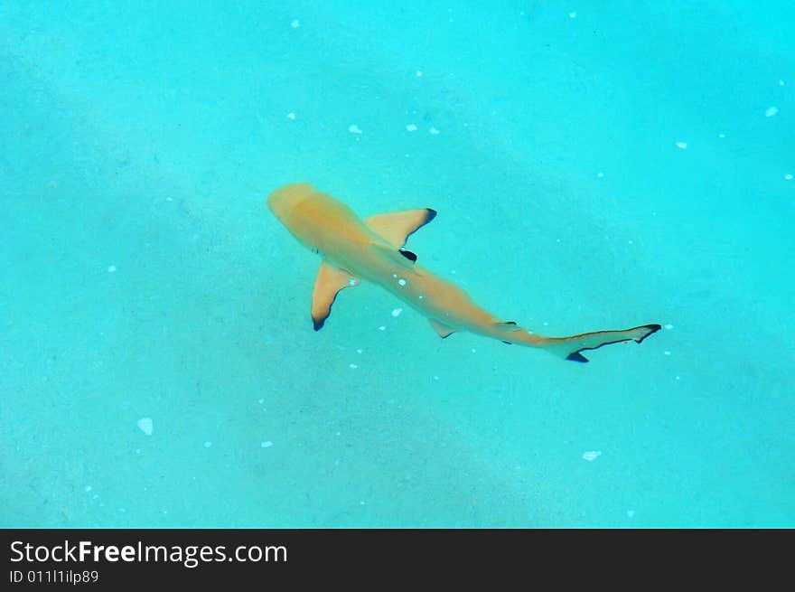 Shark in the Indian ocean