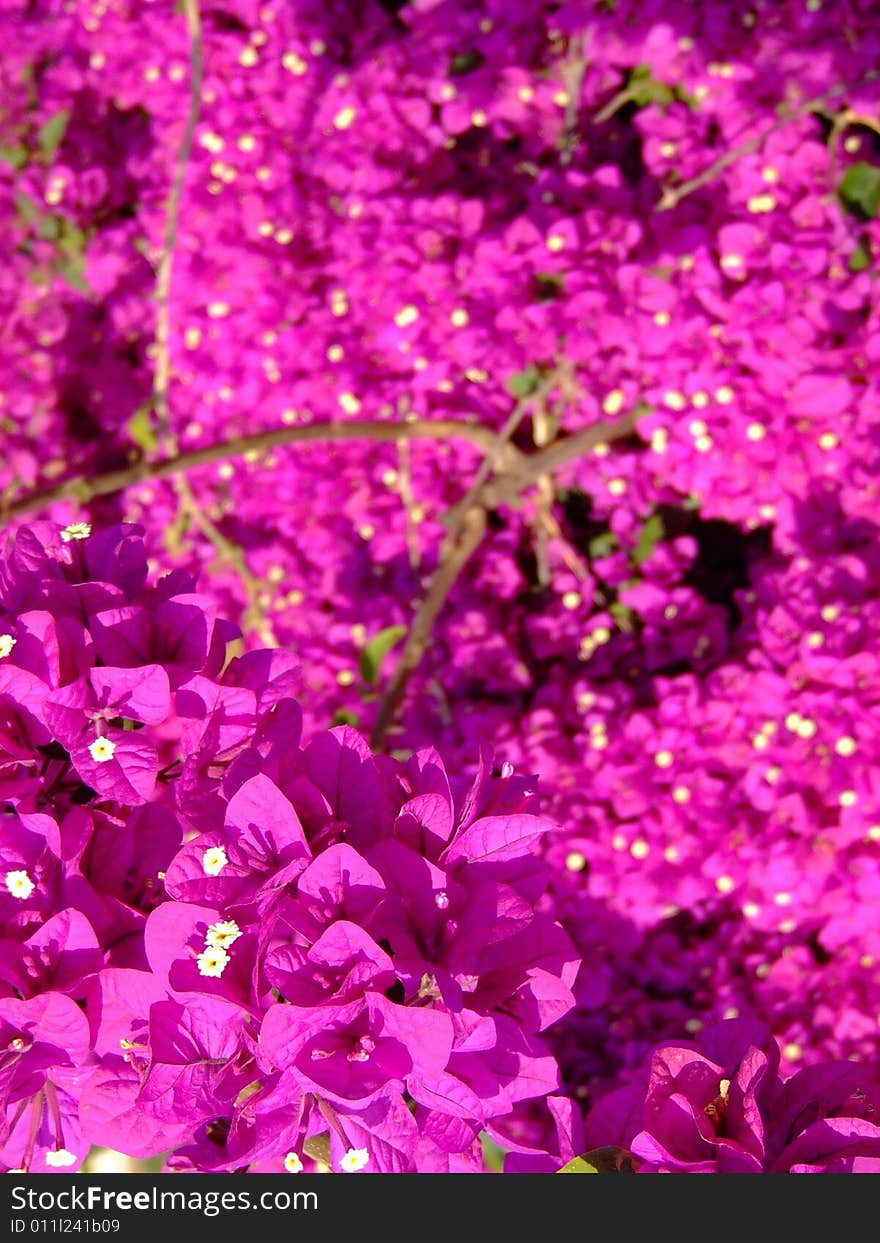 Pink flowers from Tenerife. Canarian islands