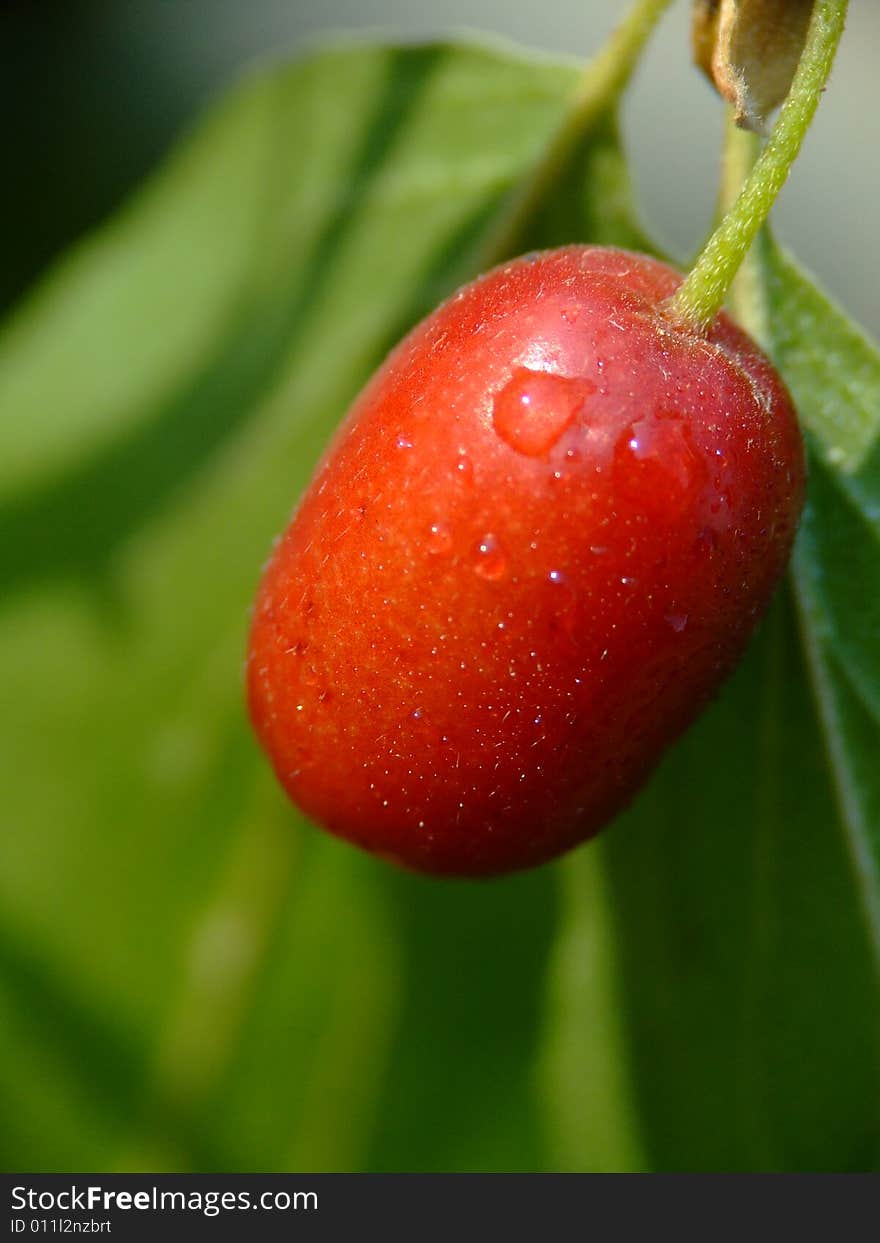 Cornel fruit from Crimea. Macro