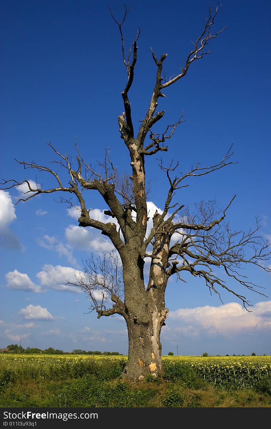 An old dry tree against the blue sky