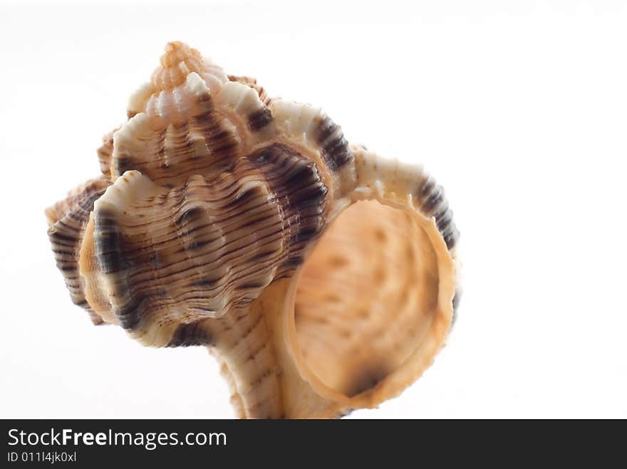 Macro. Sea shell on white