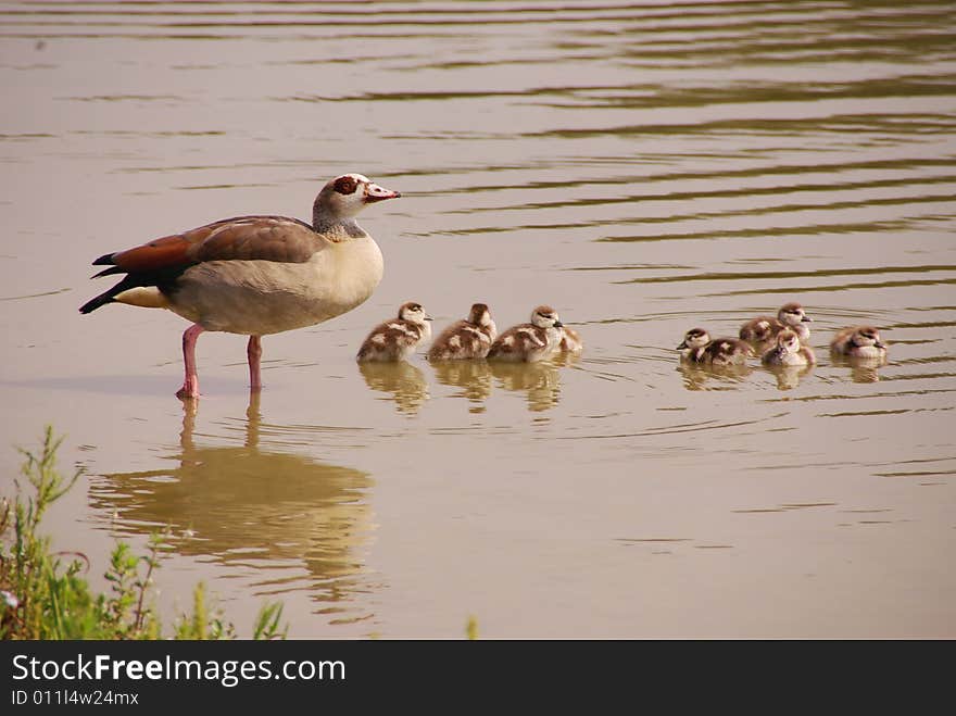 A family Egyptian geese in a lake