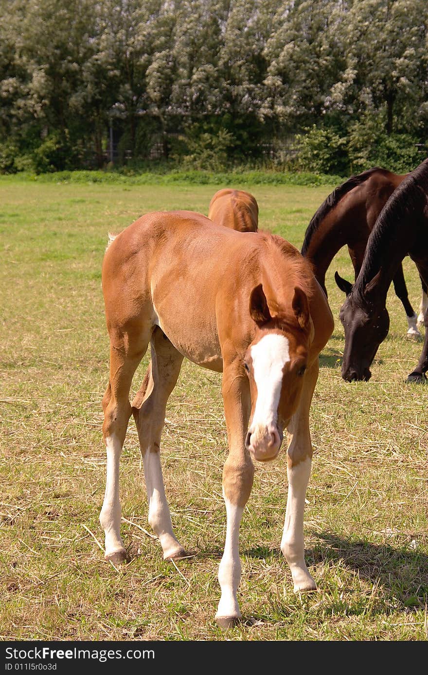 A foal with a white nose and white legs. A foal with a white nose and white legs