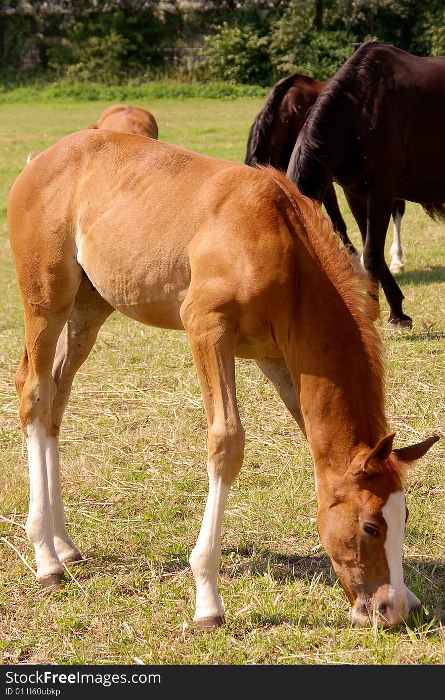 A foal with a white nose and white legs. A foal with a white nose and white legs