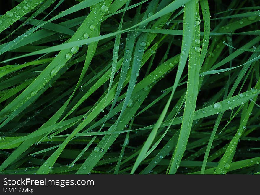 Plant with water drops