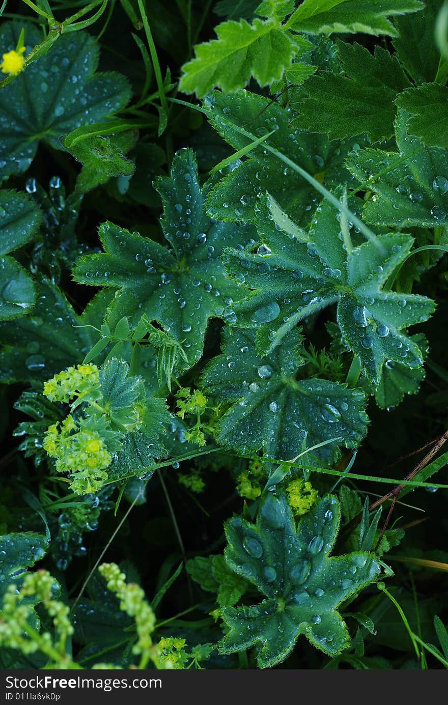 Plant with water drops after rain