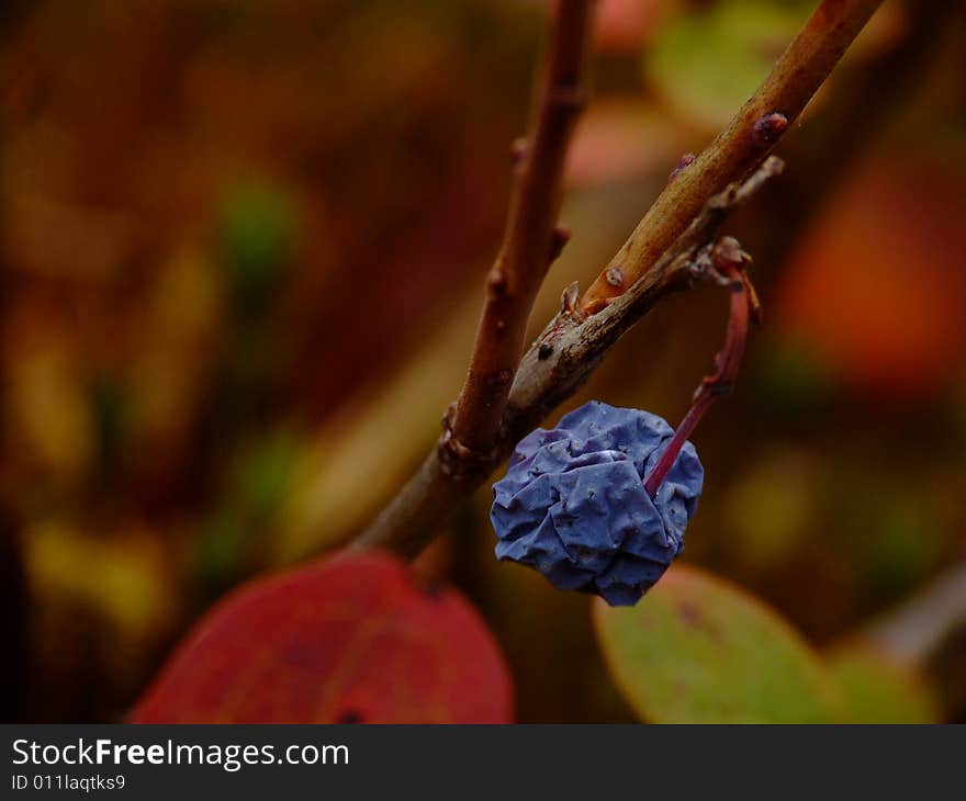 Bilberries