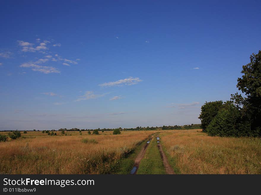 Lonely dead tree in the field.