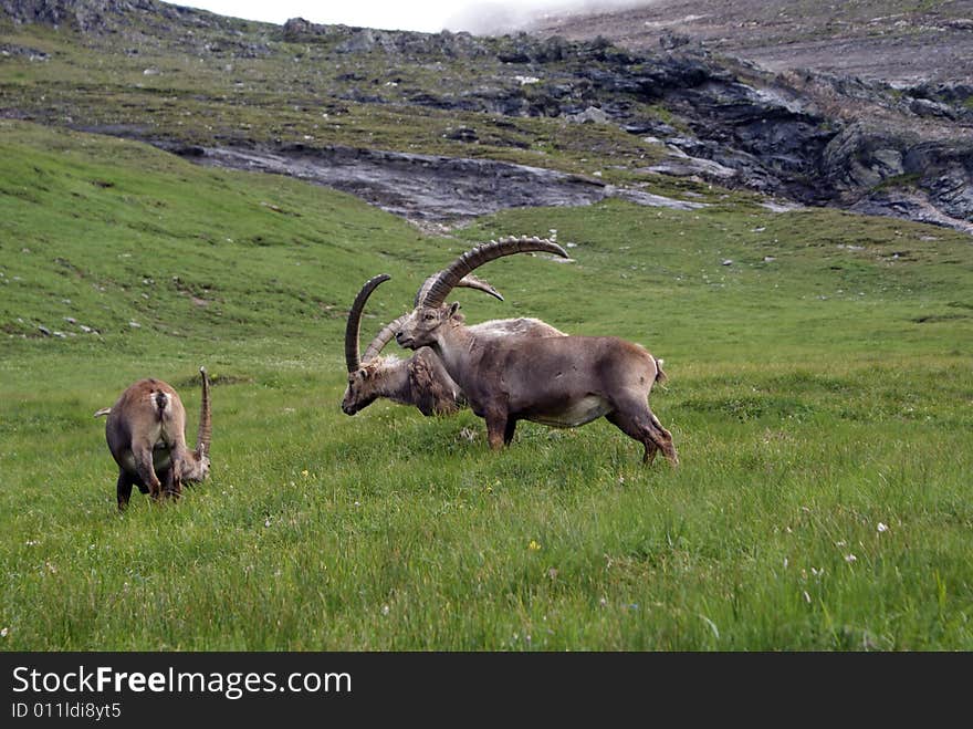 Three ibexes on the grass, Austria. Three ibexes on the grass, Austria