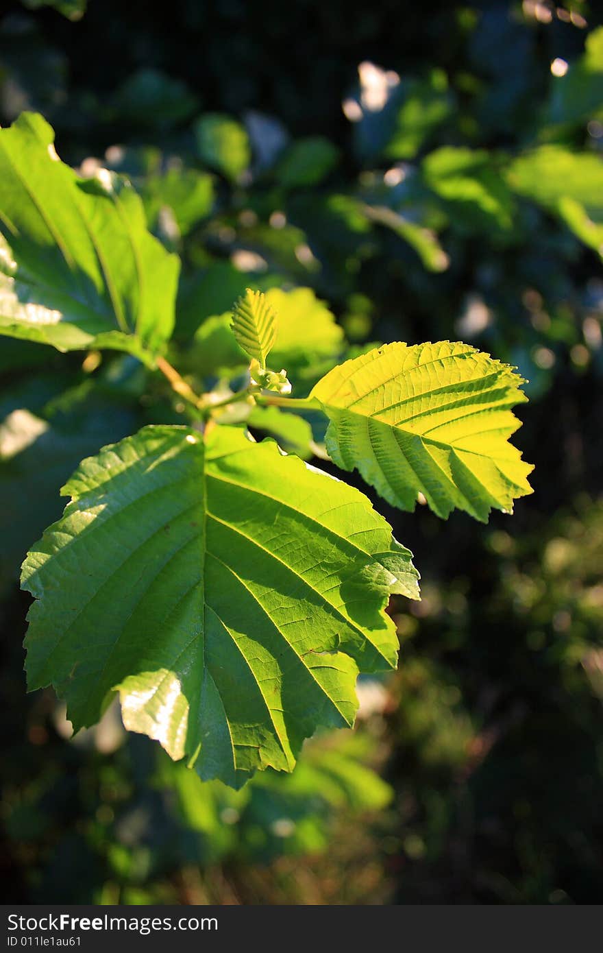 Leaves hazels