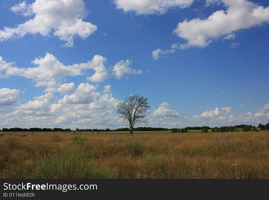 Lonely dead tree in the field.