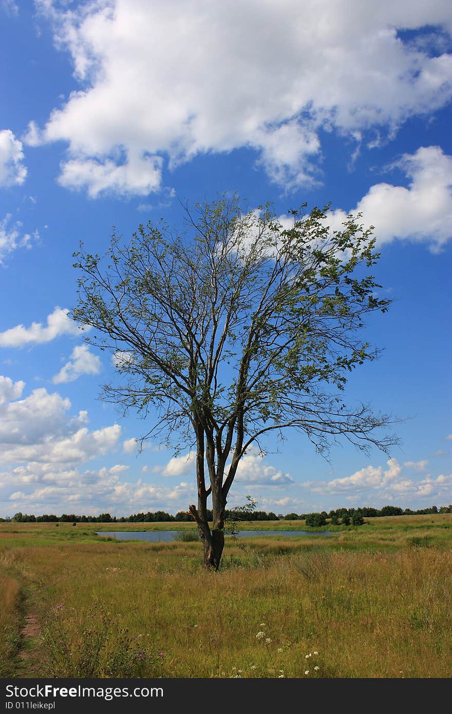 Lonely dead tree in the field.