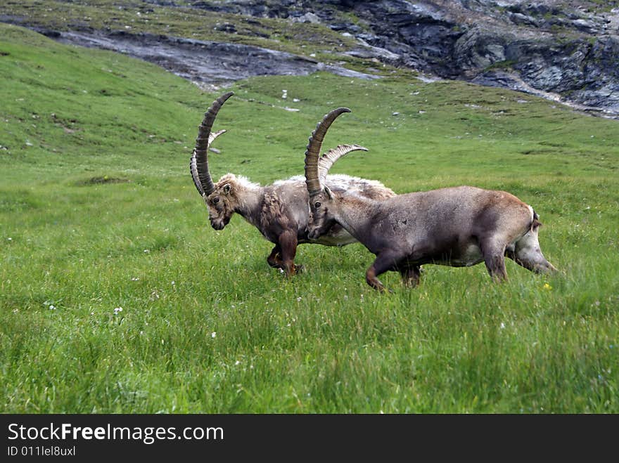 Two ibexes caught on the Grossglockner, Austria. Two ibexes caught on the Grossglockner, Austria