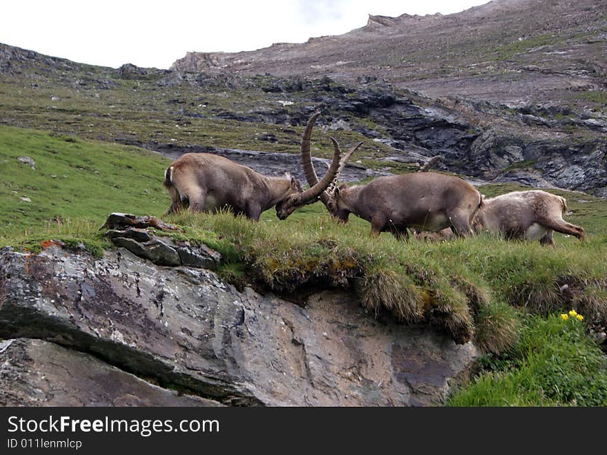 Two ibexes fighting on the rocks, Austria. Two ibexes fighting on the rocks, Austria