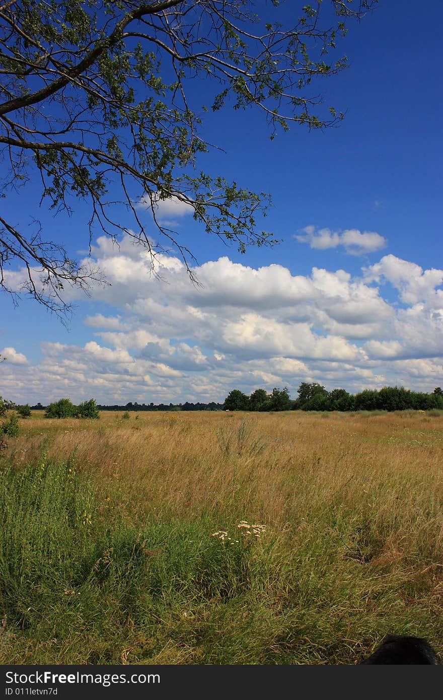 Lonely dead tree in the field.