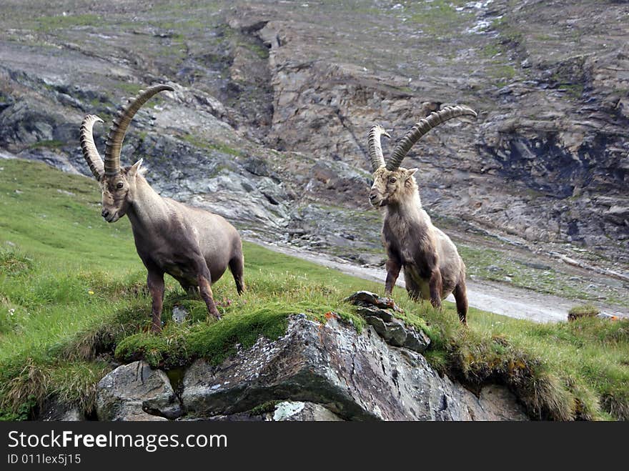 Two ibexens posing on the rocks, Austria. Two ibexens posing on the rocks, Austria