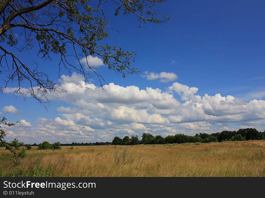 Lonely dead tree in the field.