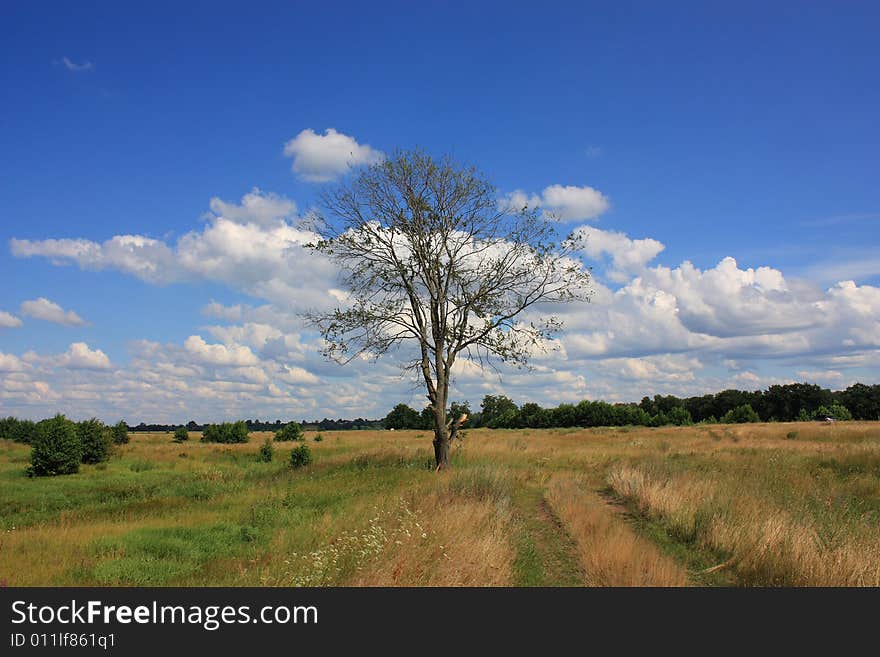 Lonely dead tree in the field.