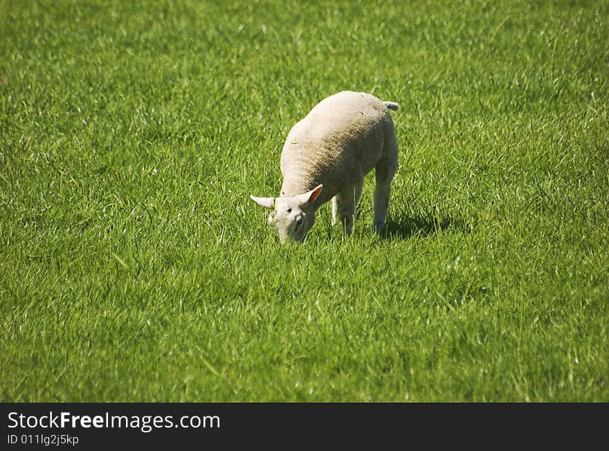 Young lamb grazing in green grass in Spring