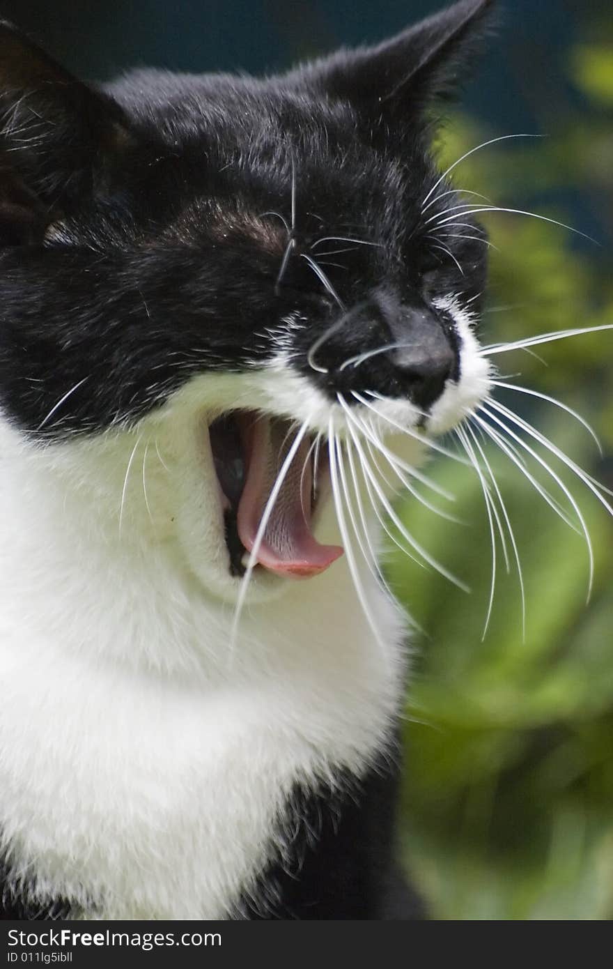 Yawning black and white cat