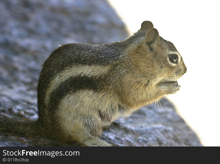 Hungry squirrel