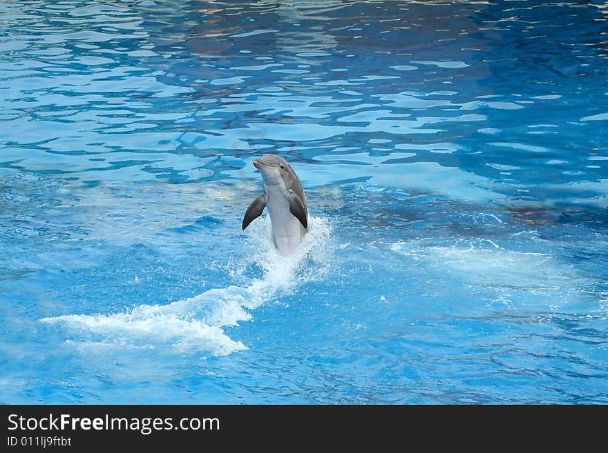 Dolphin Swimming Backwards