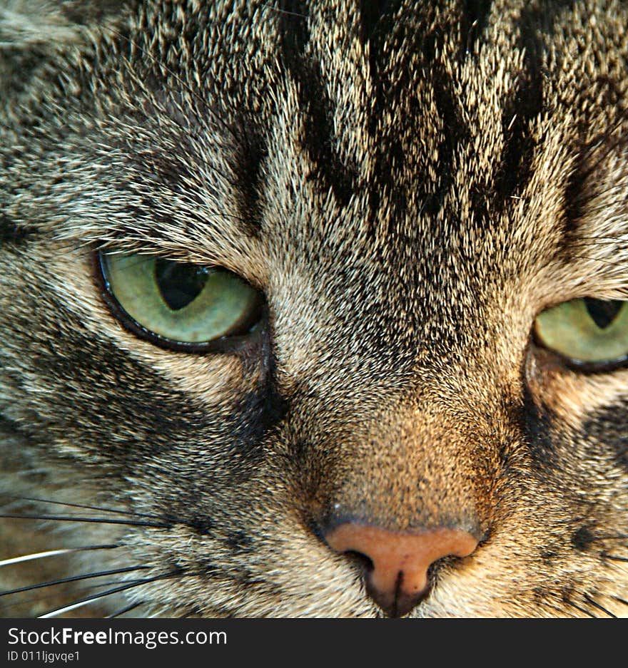 Close up of cat and cat's eye. Close up of cat and cat's eye