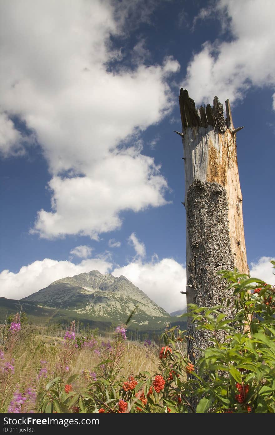 Broken tree and high mountain. Broken tree and high mountain