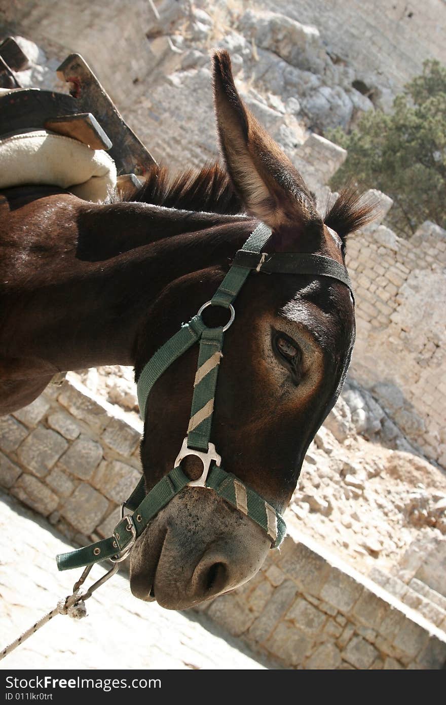 Mediterranean vacation - riding a donkey