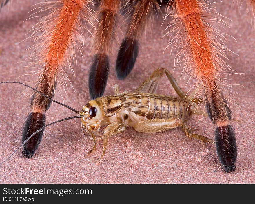 A cricket doesn't realize the danger it is in as it crawls under the feet of a tarantula. A cricket doesn't realize the danger it is in as it crawls under the feet of a tarantula.