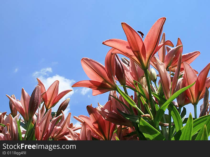 Many pink lily