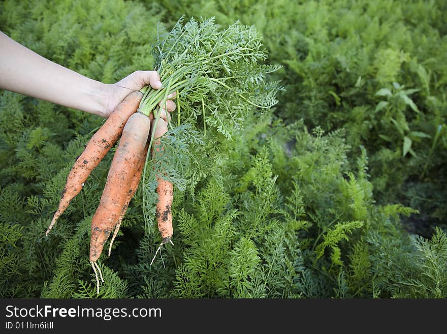 Fresh carrots picked on field in the summertime