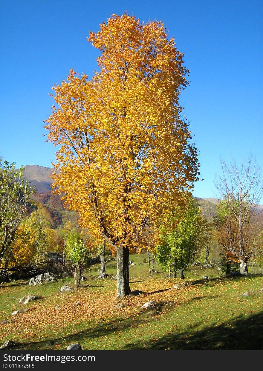 Beautiful coloured isolated tree in western Carpathians. Beautiful coloured isolated tree in western Carpathians